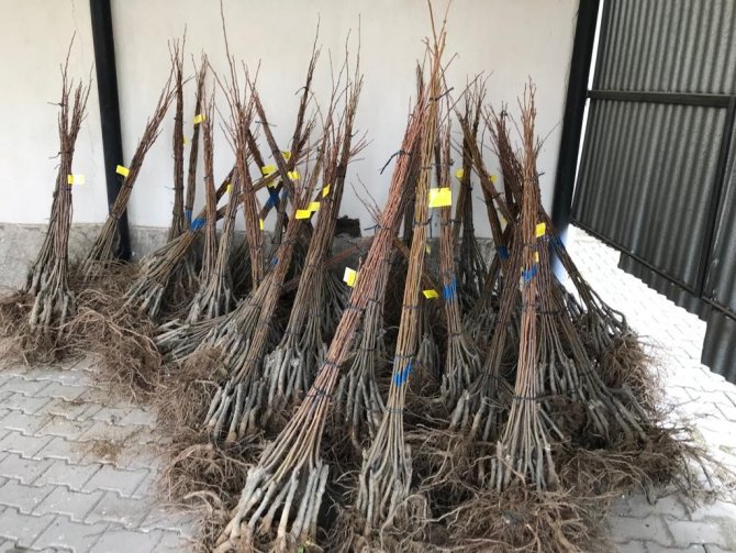 Kestane Üreticilerine 4 Bin Fidan