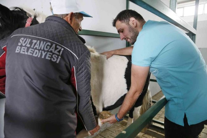 Sultangazi’de Binicilik Tesislerindeki Atların Bakımı Özenle Yapılıyor