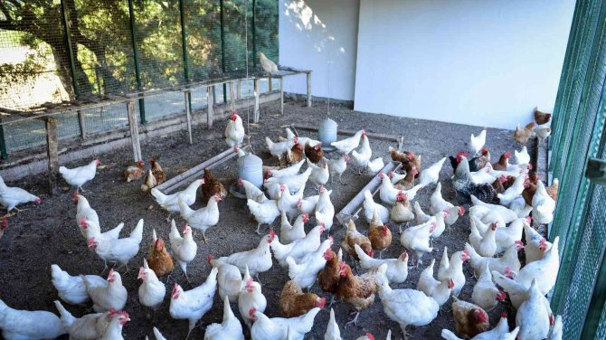 35 Yıllık Turizmci Meşealtı Otantik Kebap’ı Kışın Da Devreye Soktu