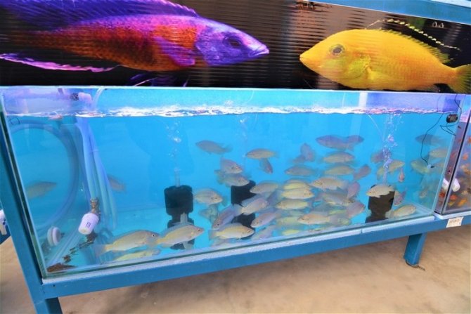 Sandıklı’da Jeotermal Suyla Tropikal Türde Balık Üretimine Başlandı