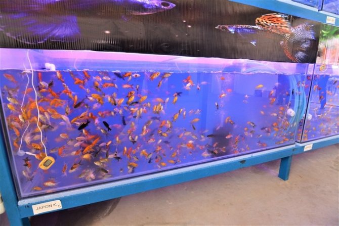 Sandıklı’da Jeotermal Suyla Tropikal Türde Balık Üretimine Başlandı