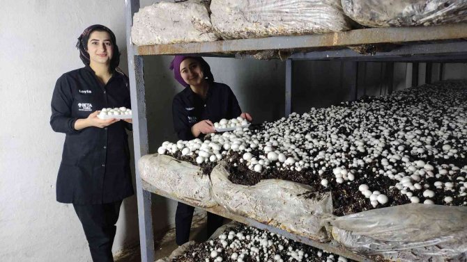 Üniversite Öğrencileri Mantar Üretimi Hakkında Bilgi Aldı