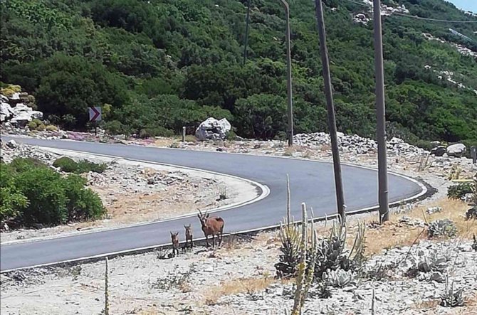 Datça’da Yaban Keçisi Envanteri Çalışması