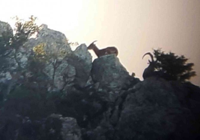 Datça’da Yaban Keçisi Envanteri Çalışması