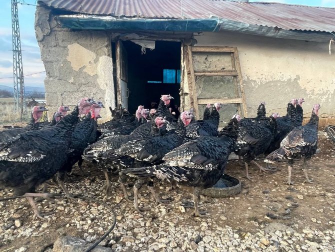 Yılbaşı Öncesi Yurt Dışına 15 Bin Adet Hindi Gönderdi