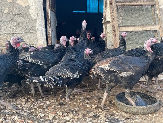 Yılbaşı Öncesi Yurt Dışına 15 Bin Adet Hindi Gönderdi