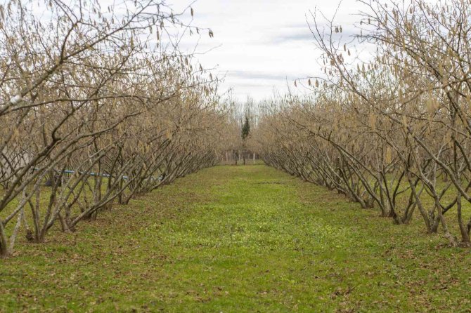 Ferrero Fındık’tan Aralık Ayında Tarımsal Uygulama Önerileri