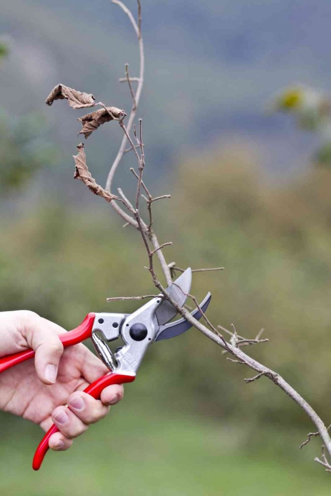 Ferrero Fındık’tan Aralık Ayında Tarımsal Uygulama Önerileri
