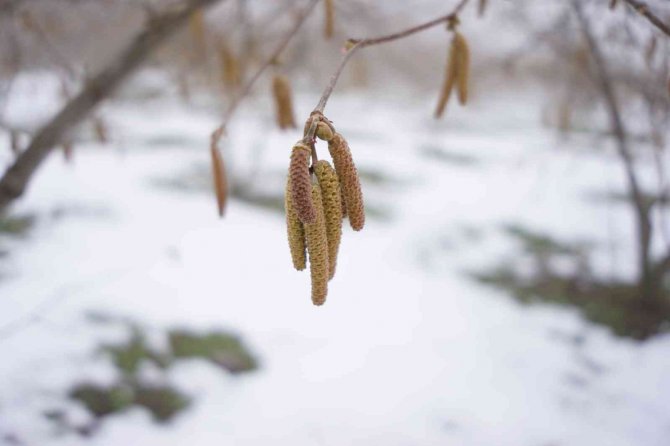 Ferrero Fındık’tan Aralık Ayında Tarımsal Uygulama Önerileri