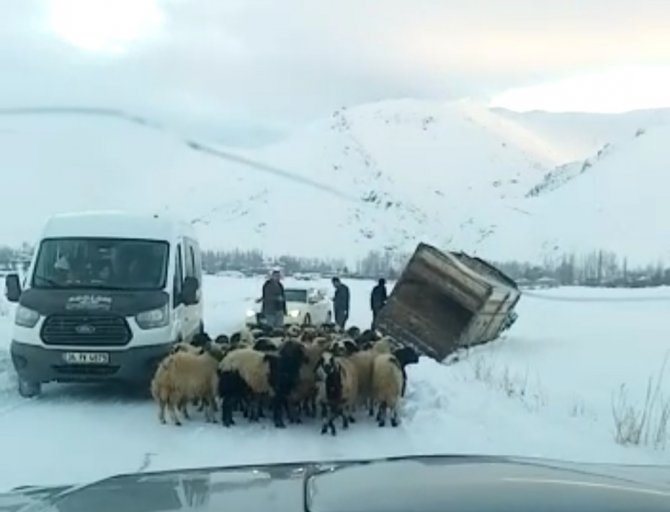 Yüksekova’da Kamyonet Kara Saplandı, 50 Koyunu Vatandaşlar Kurtardı