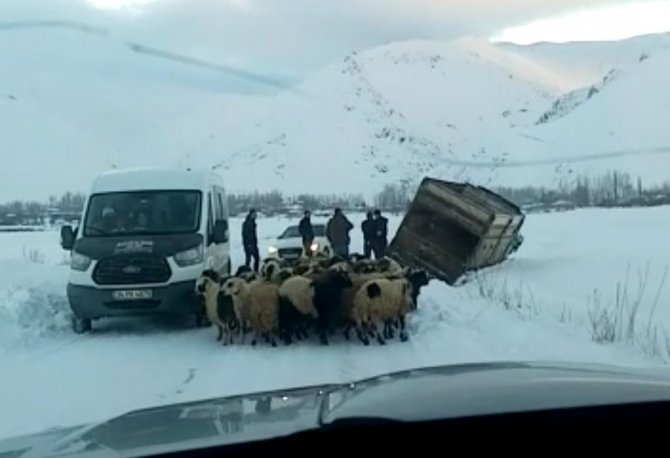 Yüksekova’da Kamyonet Kara Saplandı, 50 Koyunu Vatandaşlar Kurtardı