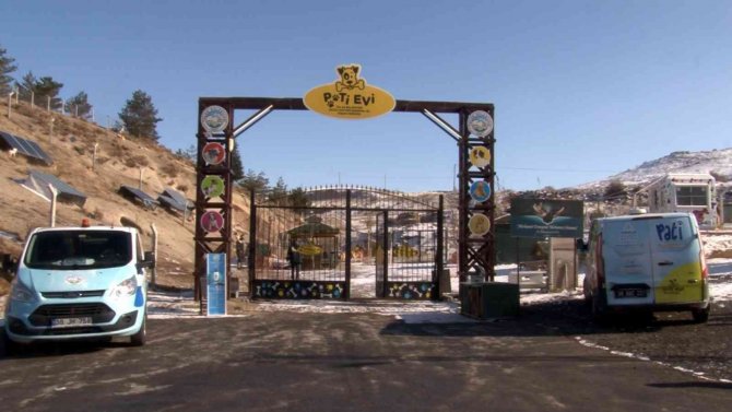 Sokak Hayvanlarının 5 Yıldızlı Oteli: Pati Evi