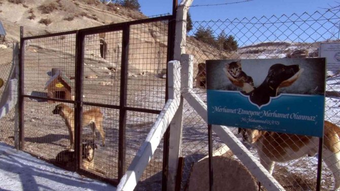 Sokak Hayvanlarının 5 Yıldızlı Oteli: Pati Evi