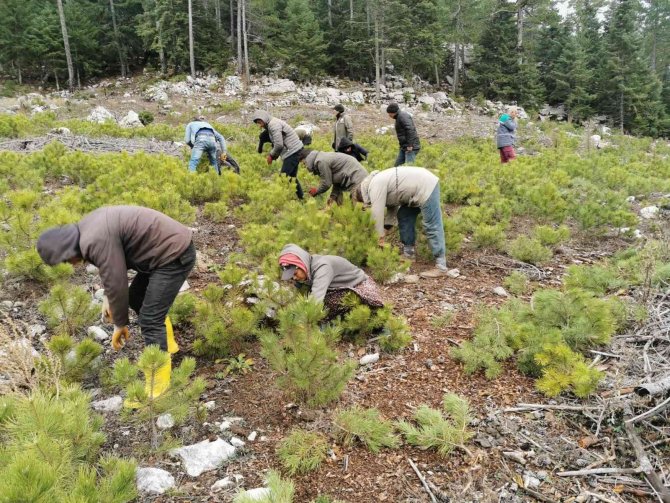 Beyşehir’de Ormanlık Alanda Gençlik Bakım Faaliyetleri Sona Erdi