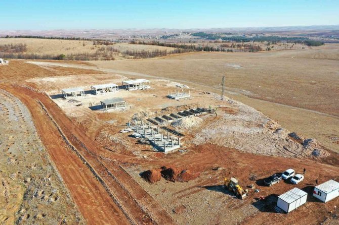 Şanlıurfa’da Sokak Hayvanları İçin Rehabilitasyon Merkezi Kuruluyor