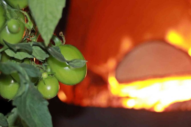 Antalya’daki Çiftçilerin Çaylı Kestaneli ‘Soğuk Nöbeti’ Başladı