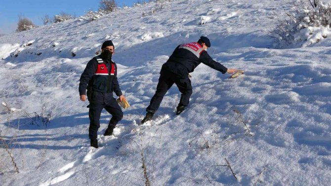Yozgat’ta Jandarma Ekipleri Doğaya Yem Bıraktı