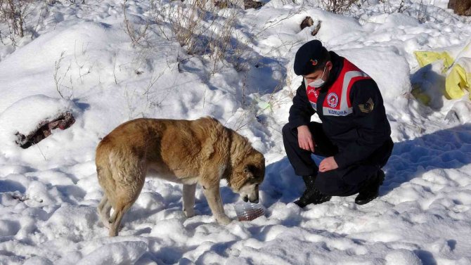 Yozgat’ta Jandarma Ekipleri Doğaya Yem Bıraktı