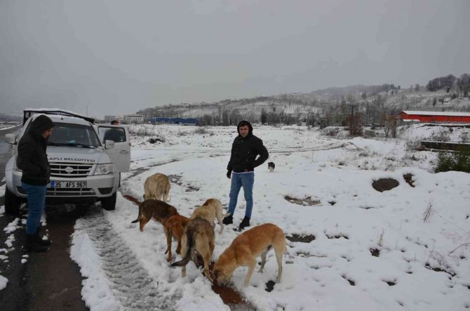 Alaplı Belediyesi, Sokak Hayvanlarını Unutmadı