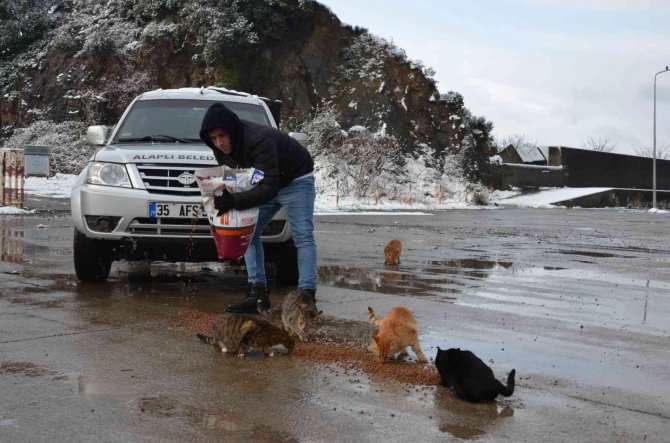 Alaplı Belediyesi, Sokak Hayvanlarını Unutmadı