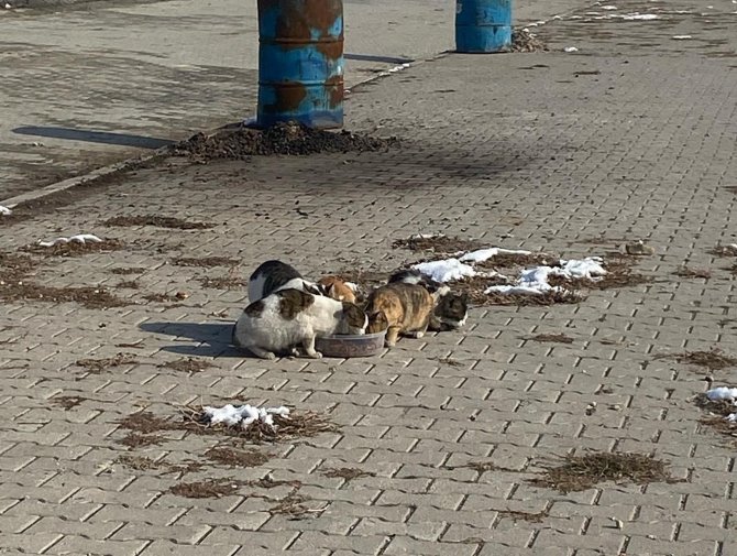 Çobanlar’da Minik Dostlar, Minik Ellerle Beslendi