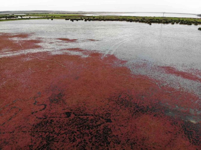 Eğrelti Otuyla Kızıla Bürünen Kızılırmak Deltası’ndan Eşsiz Görüntüler