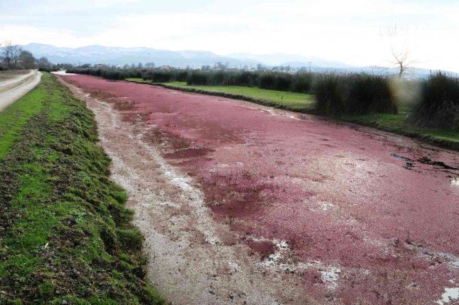Eğrelti Otuyla Kızıla Bürünen Kızılırmak Deltası’ndan Eşsiz Görüntüler