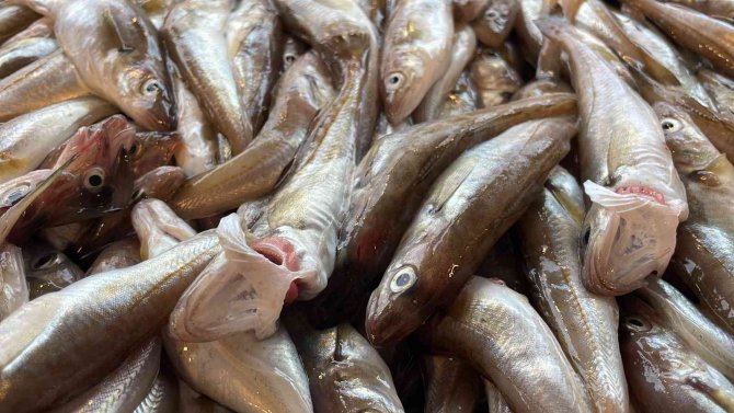 Döviz Kuru Düşünce Fiyatları Düşürdü