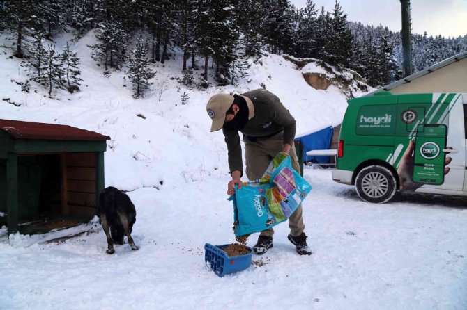Gümüşhane’de Sokak Hayvanlarına Şefkat Eli