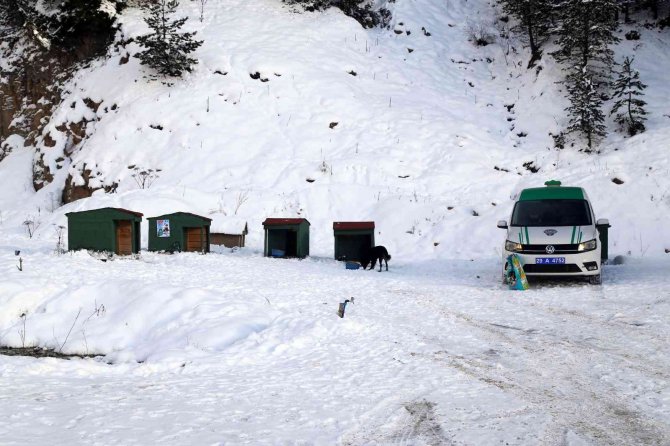 Gümüşhane’de Sokak Hayvanlarına Şefkat Eli