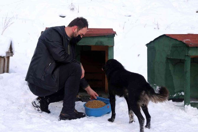 Gümüşhane’de Sokak Hayvanlarına Şefkat Eli