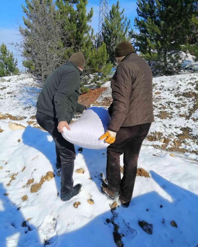 Karabük’te Yaban Hayvanları İçin Yemleme Çalışması Yapıldı