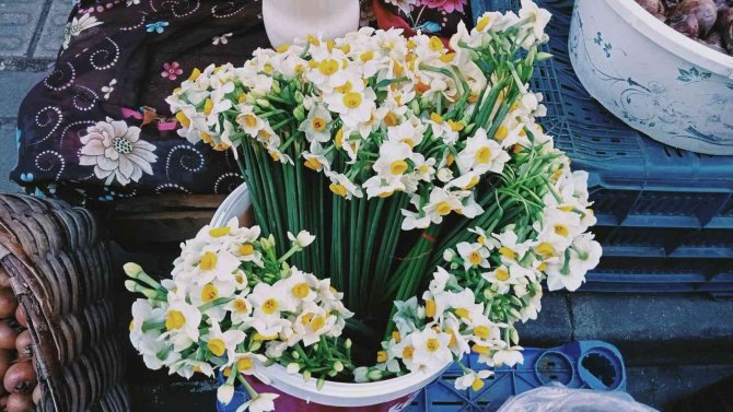 Kastamonu’da Nergis Gelir Kapısı Oldu