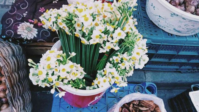 Kastamonu’da Nergis Gelir Kapısı Oldu