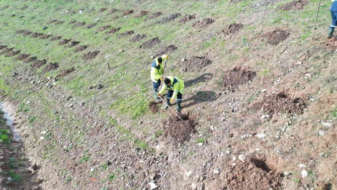 İ̇limtepe Dolgu Alanına 20 Bin Fidan