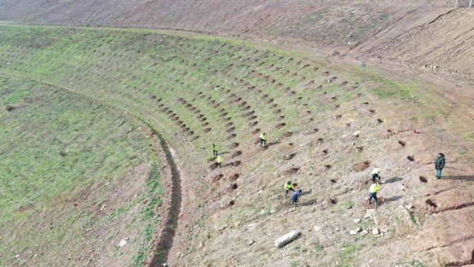 İ̇limtepe Dolgu Alanına 20 Bin Fidan