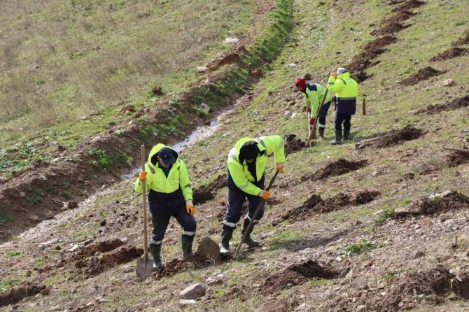 İ̇limtepe Dolgu Alanına 20 Bin Fidan