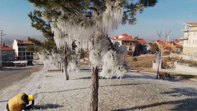 Buz Tutan Ağaçlar İlginç Görüntüler Oluşturdu