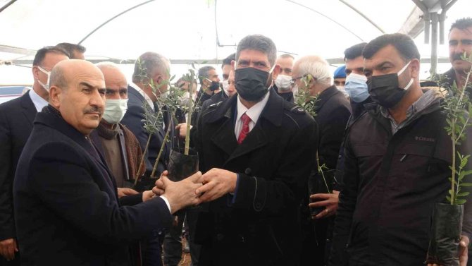 Mardin’de Çiftçiye 750 Bin Fidan Dağıtıldı