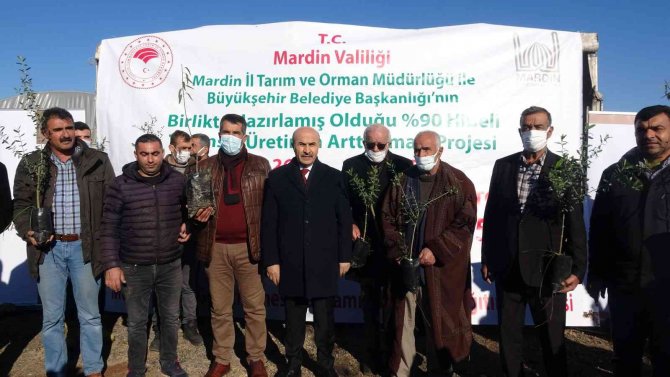 Mardin’de Çiftçiye 750 Bin Fidan Dağıtıldı