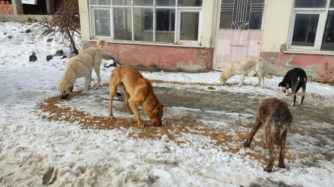 Jandarma Sokak Hayvanlarını Unutmadı
