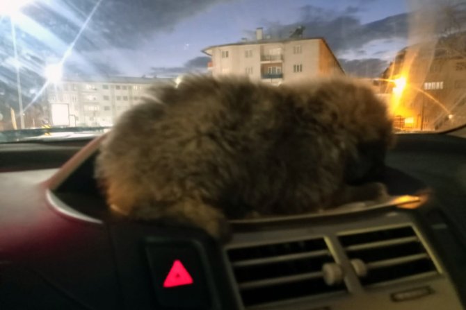 Donmak Üzereyken Bulduğu Yavru Köpeği Aracının Kaloriferinde Isıttı