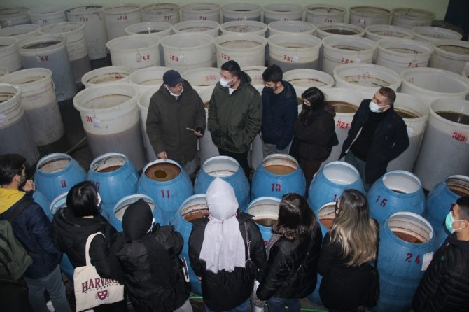 Burhaniye’de Üniversiteli Gençlerden Zeytinyağı Fabrikasına Teknik Gezi