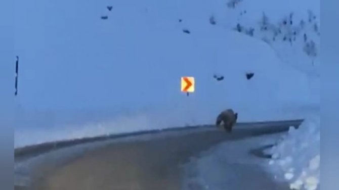 Tunceli’de Karlı Yollarda Boz Ayı Görüntülendi