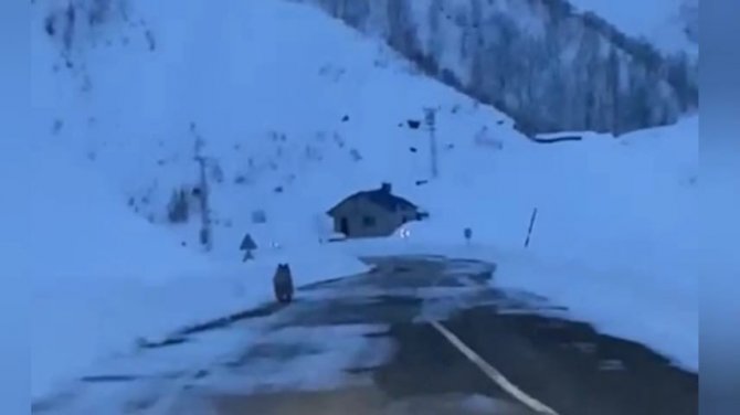 Tunceli’de Karlı Yollarda Boz Ayı Görüntülendi