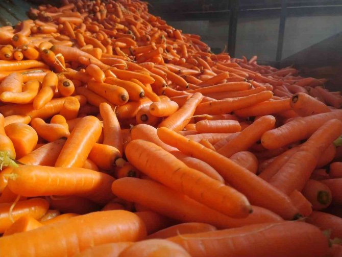 Depolardaki Havuç, Eksi 15 Derecede Sevkiyata Hazırlanıyor