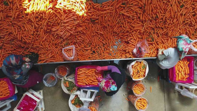 Depolardaki Havuç, Eksi 15 Derecede Sevkiyata Hazırlanıyor