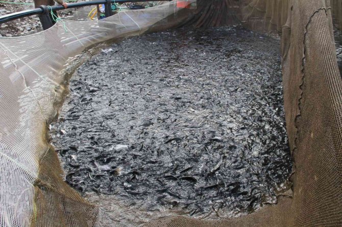 Bingöl’de 325 Ton Alabalık Hasadı Yapıldı