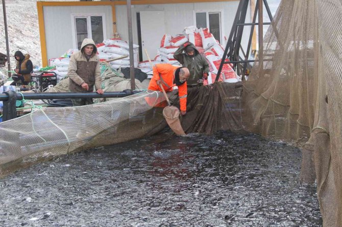 Bingöl’de 325 Ton Alabalık Hasadı Yapıldı