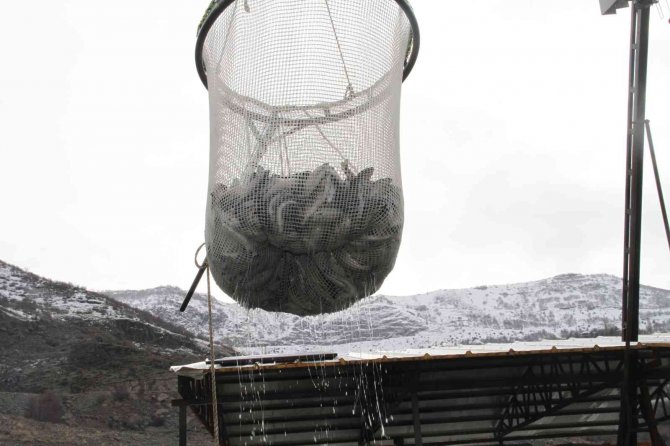 Bingöl’de 325 Ton Alabalık Hasadı Yapıldı